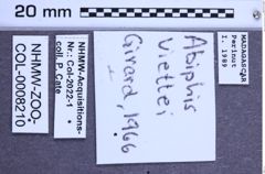 Etiketten zu Abiphis viettei (Girard, 1966) (NHMW-ZOO-COL-0008210)